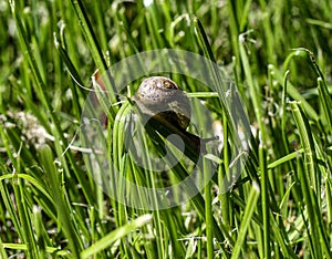 A small garden snail - Helix aspersa, climbing and eating grass